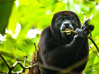 Animal & Wildlife Photography