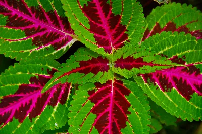 Botanical Life Photography