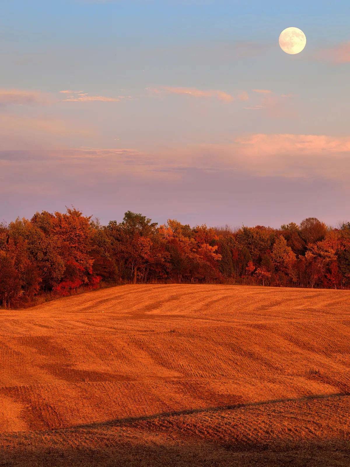 Harvest Moon