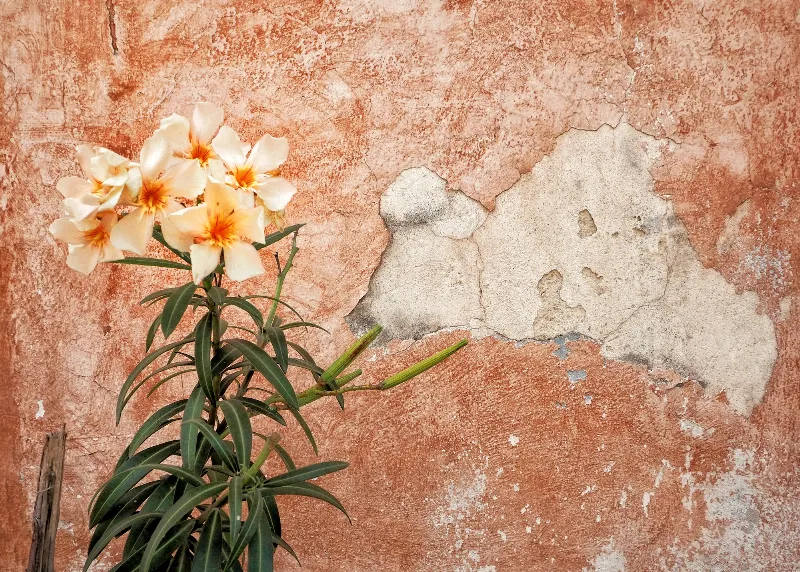 Terracotta Bloom