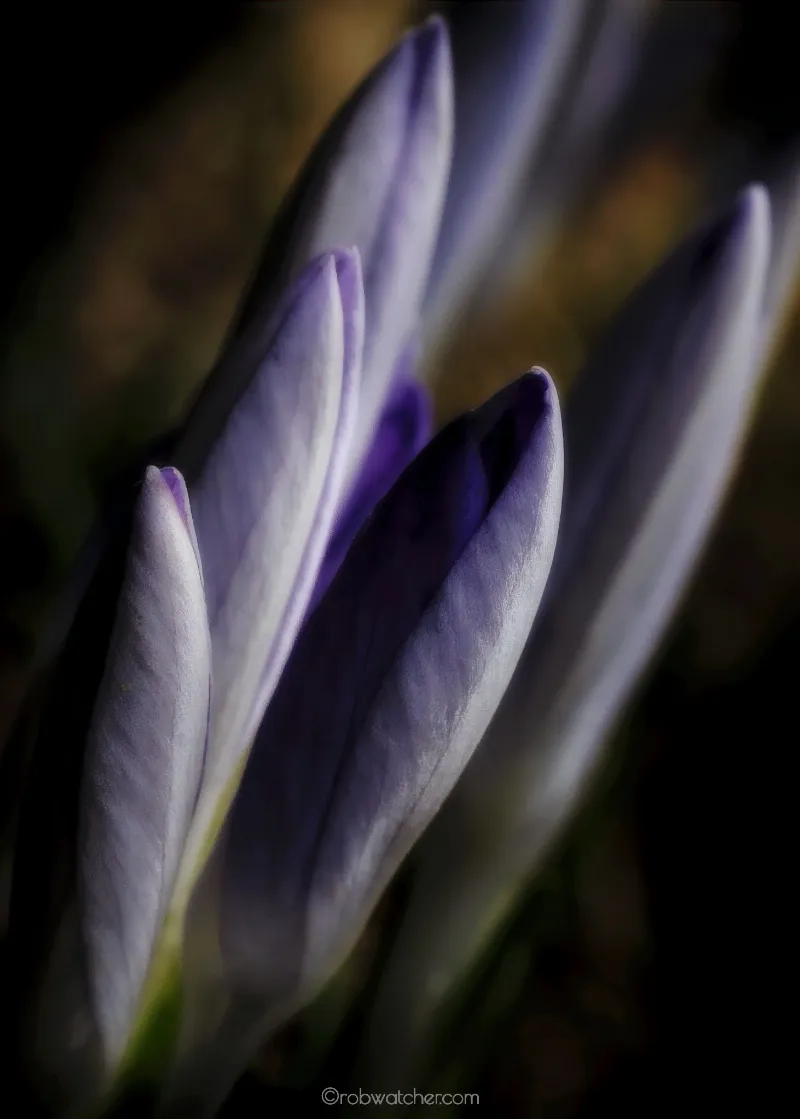 Botanical Life photography in Clinton, Ontario