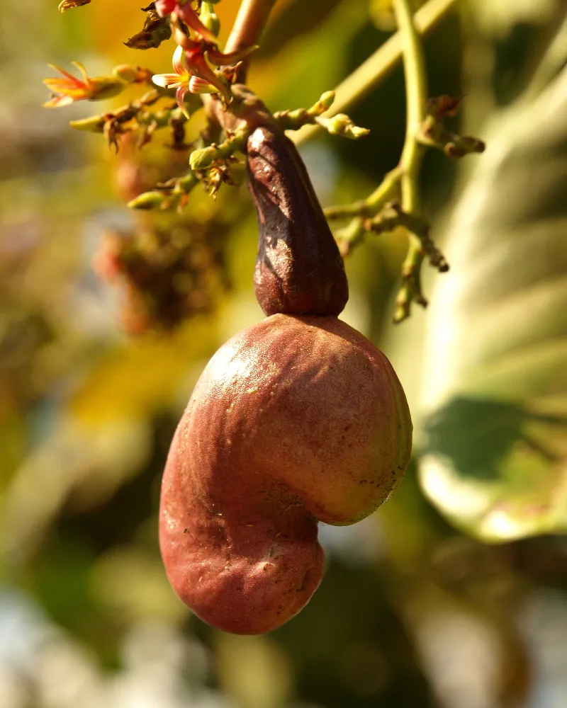 Botanical Life photography in La Garita