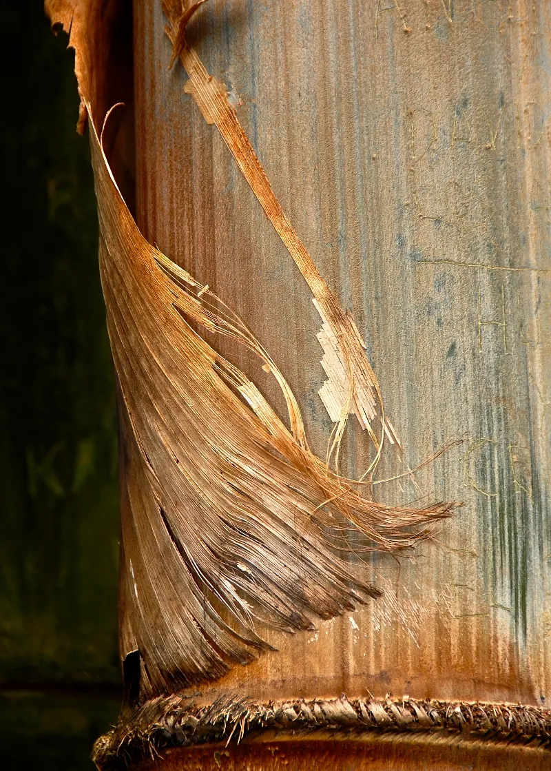 Botanical Life photography in La Garita