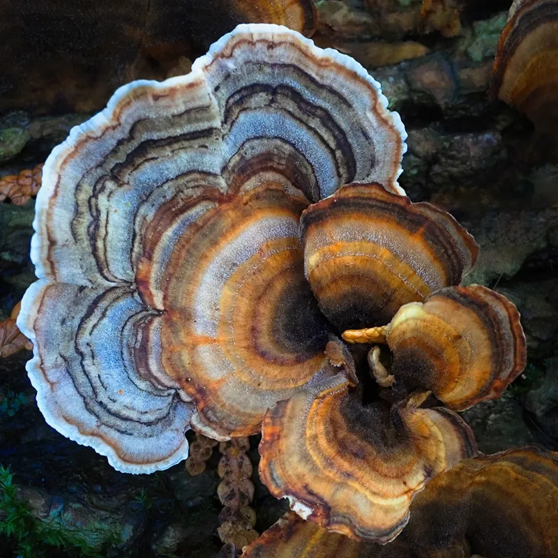Botanical Life photography in Ontario