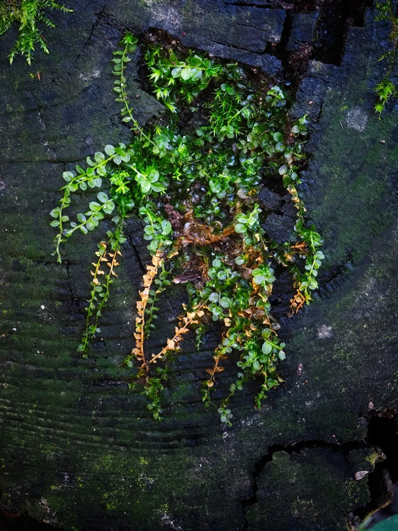 Botanical Life photography in Ontario