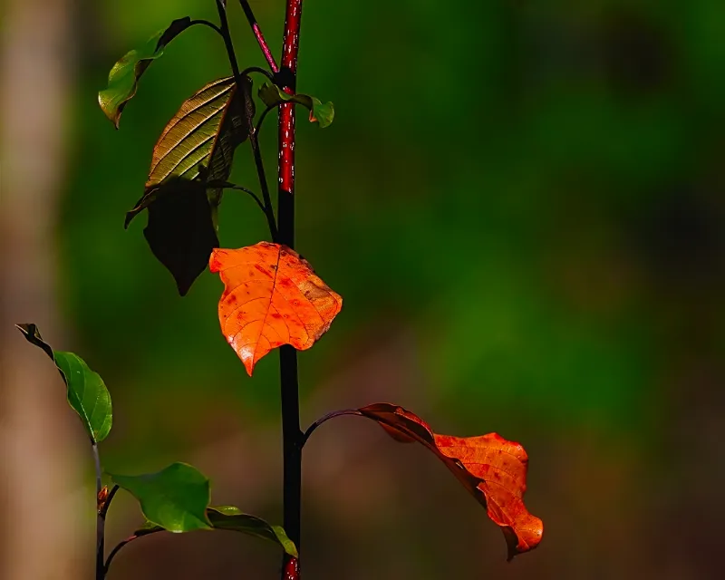 Botanical Life photography in Ontario
