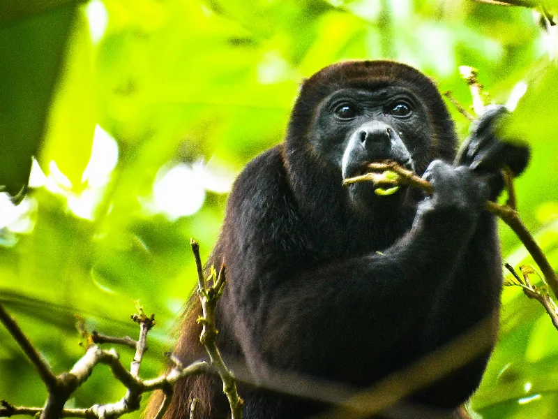 Animal And Wildlife photography in Cahuita