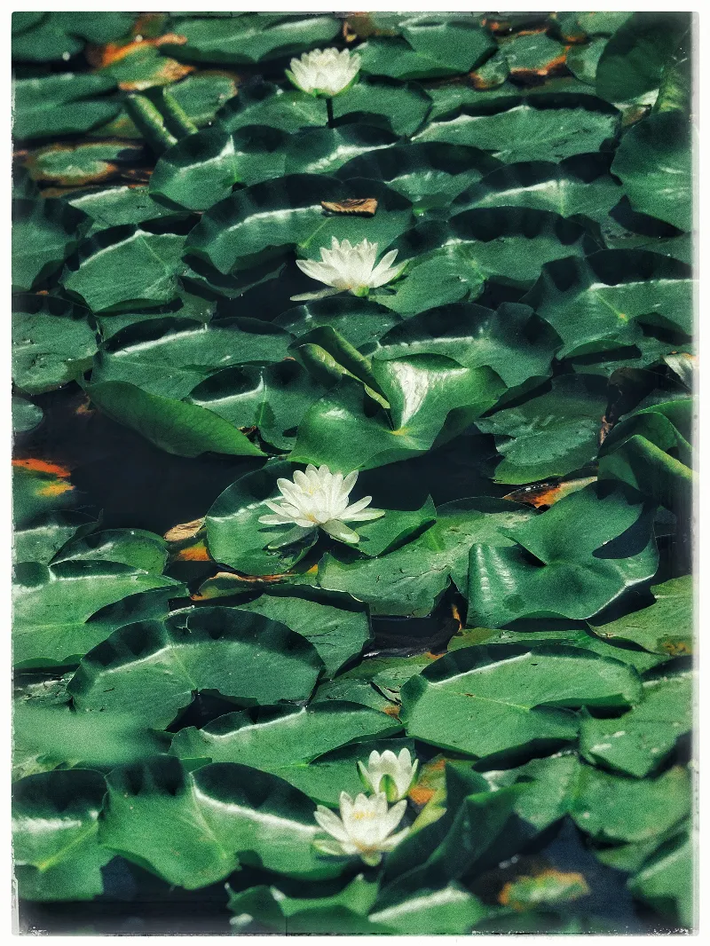Botanical Life photography in Little Lakes, Ontario