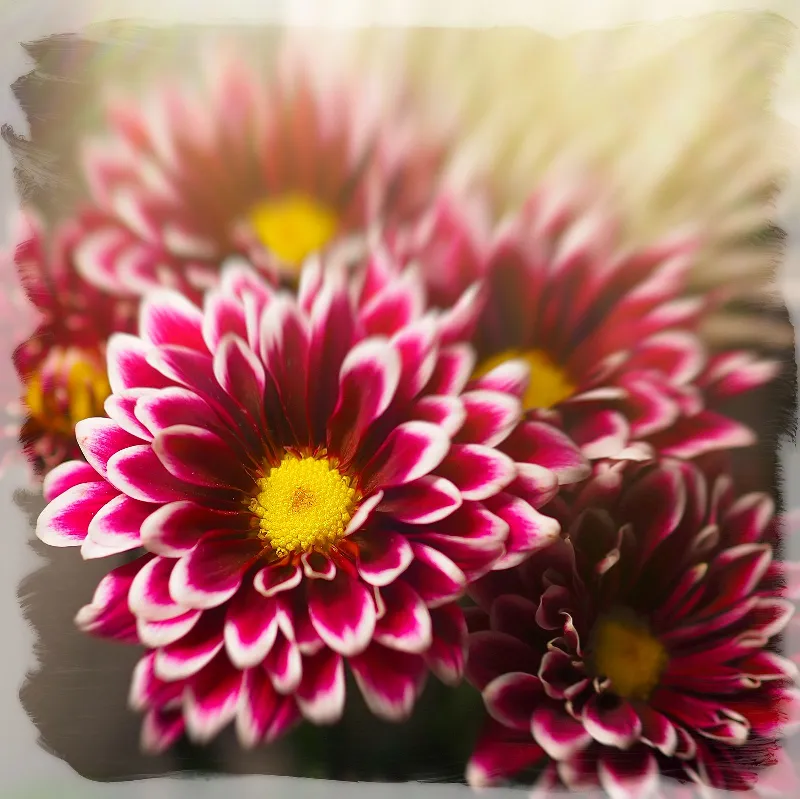 Botanical Life photography in Ontario