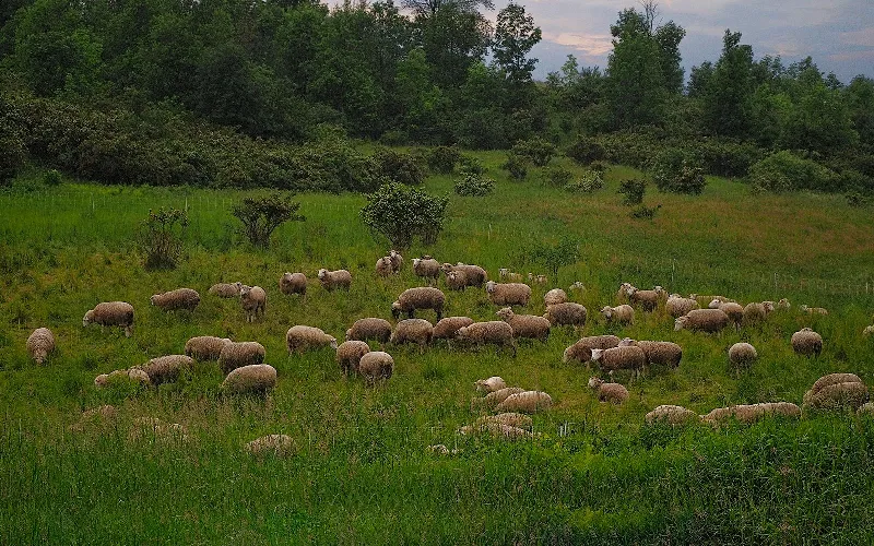 Animal And Wildlife photography in Clinton, Ontario