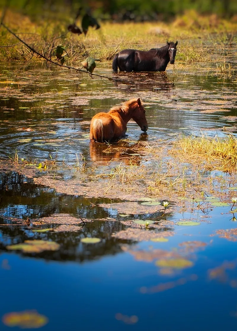Animal And Wildlife photography in Granada