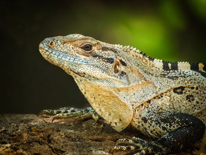Animal And Wildlife photography in TBD
