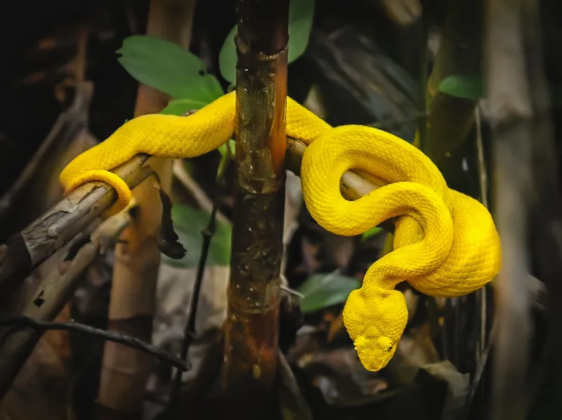 Animal And Wildlife photography in Cahuita