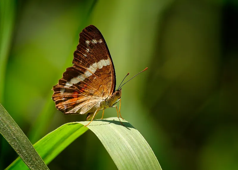 Animal And Wildlife photography in San Jose