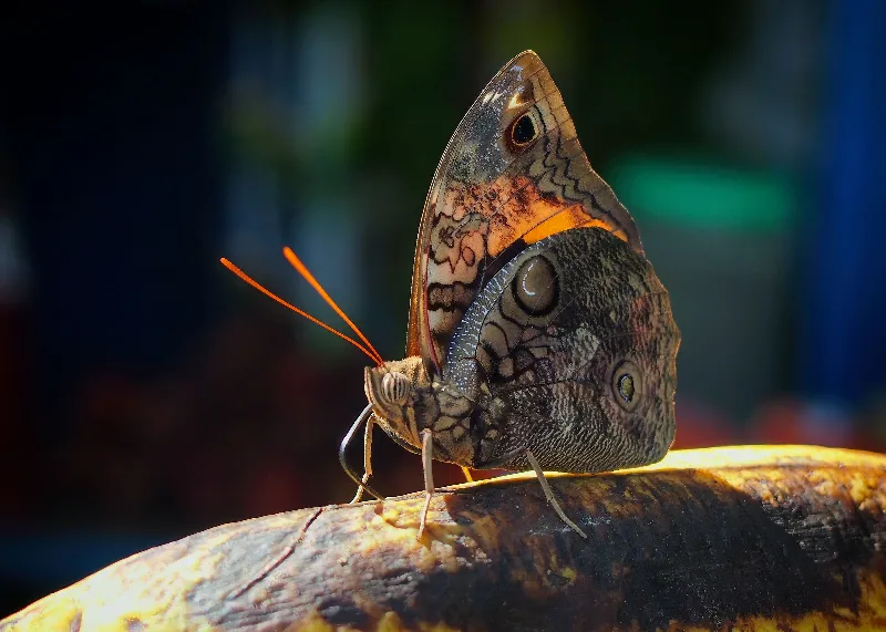Animal And Wildlife photography in TBD