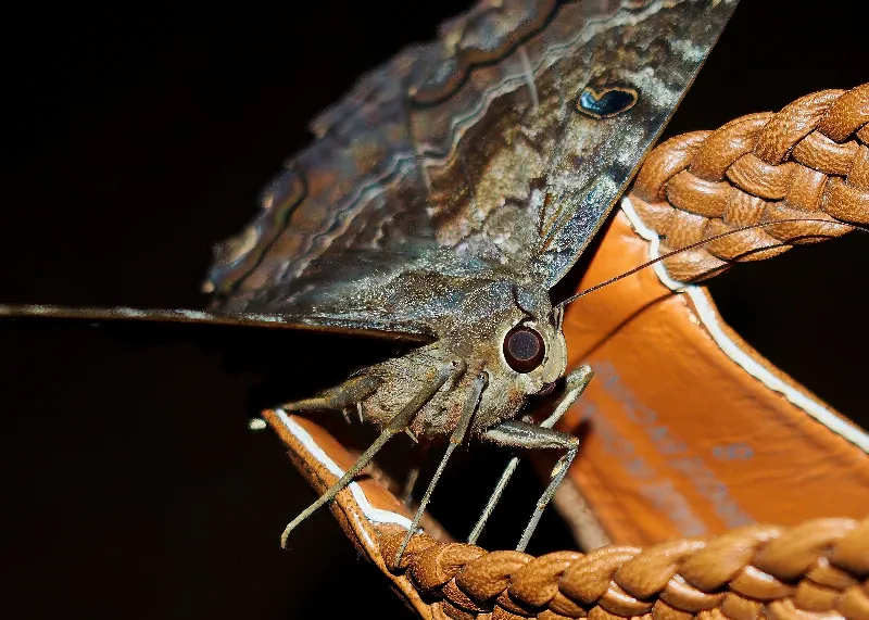 Animal And Wildlife photography in TBD