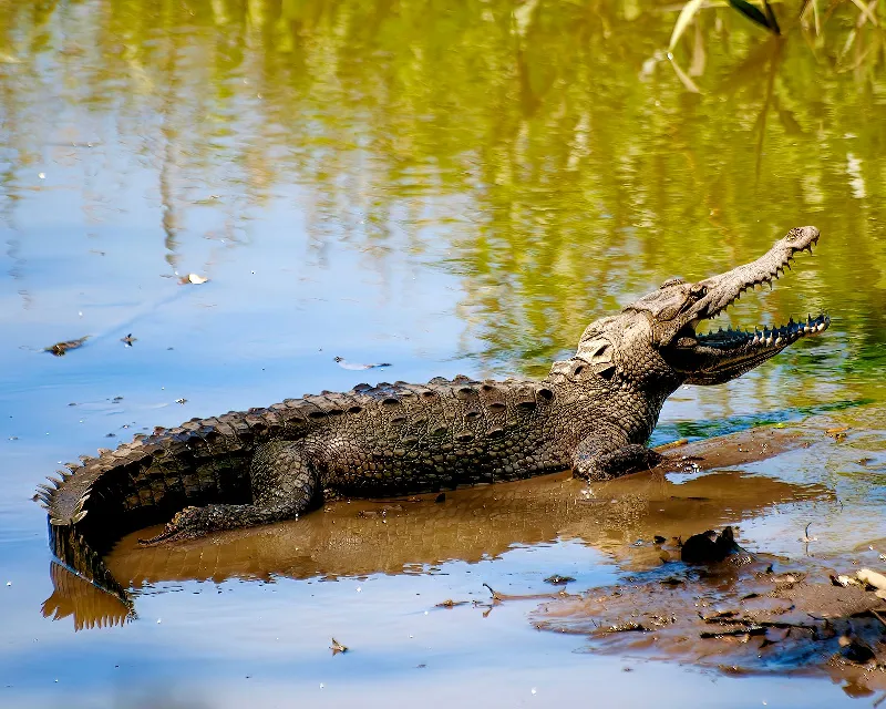Animal And Wildlife photography in 