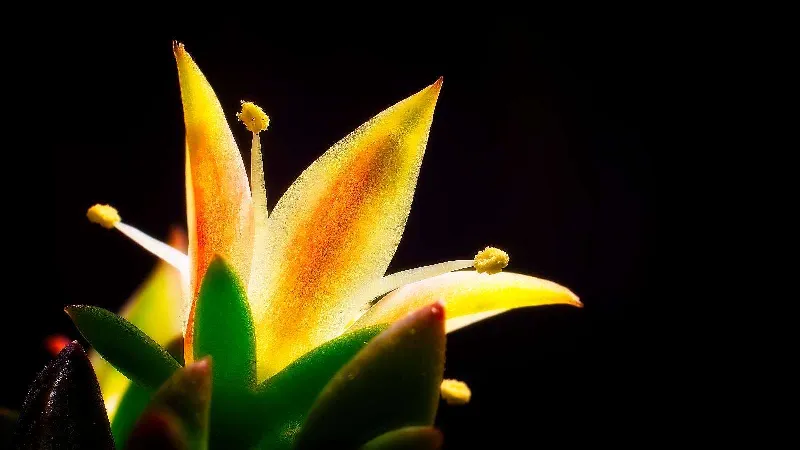 Recent Botanical Life upload