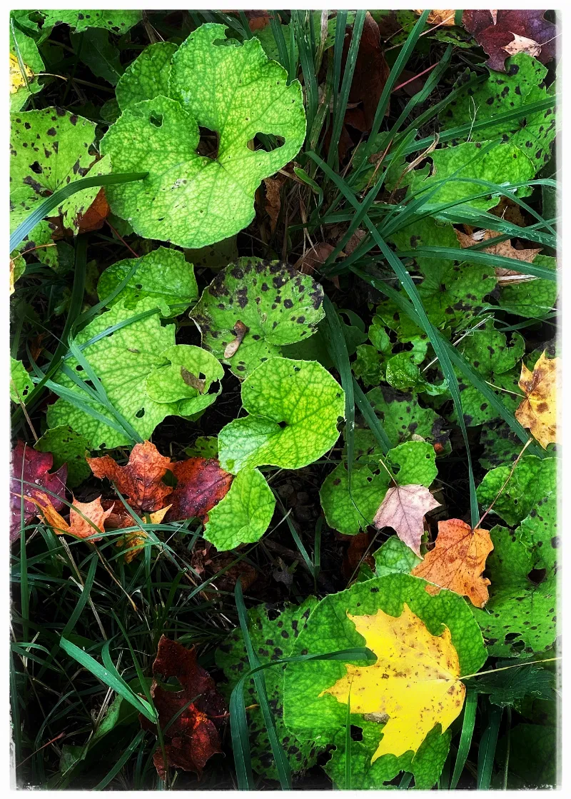 Recent Botanical Life upload
